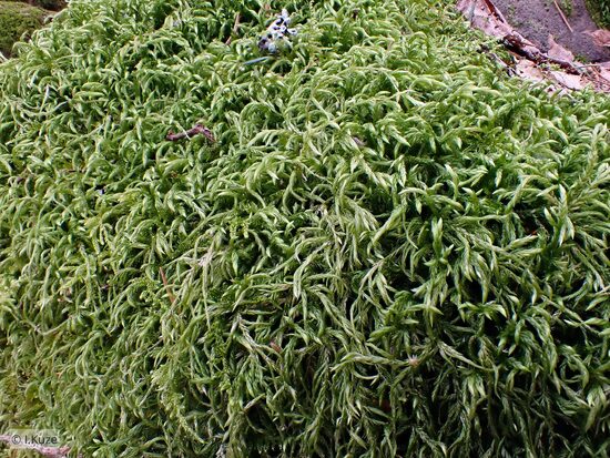 Isothecium alopecuroides